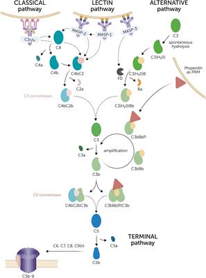 Challenges in diagnostic testing of nephritic factors